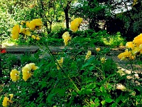 Der Kaiserpfalzgarten in Goslar ist ein schönes schattiges Plätzchen, insbesondere bei den gegenwärtigen Temperaturen.
